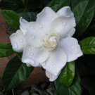 Panax Quinquefolius American Ginseng Herb Seeds Fresh Seeds Fast Shipping