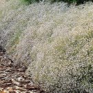 Nepeta Cataria Catnip Fragrant Leaves Seeds Fresh Seeds Fast Shipping