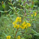 Verbena Bonariensis Tall Verbena Seeds Fresh Seeds Fast Shipping