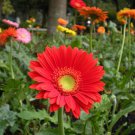 Gossypium Hirsutum Upland Cotton Seeds Fresh Seeds Fast Shipping