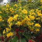 Asparagus Racemosus Shatavari Herb Seeds Fresh Seeds Fast Shipping