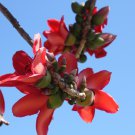 Aegle Marmelos Bengal Quince Tree Seeds Fresh Seeds Fast Shipping