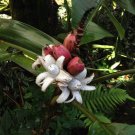 Musa Ochracea Rare Hardy Banana Exotic Seeds Fresh Seeds Fast Shipping