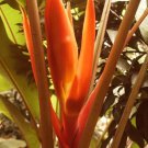 Phoenix Canariensis Hardy Canary Islands Date Palm Seeds Fresh Seeds Fast Shipping