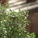 Hibiscus Tiliaceus Mahoe Hibiscus Seeds Fresh Seeds Fast Shipping
