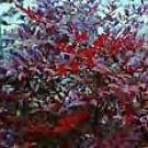 Variegated Chinese Aralia Elata Variegata Seeds Fresh Seeds Fast Shipping