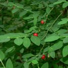 Celastrus Orbiculatus Bittersweet Vine Seeds Fresh Seeds Fast Shipping