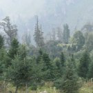 Abies Cephalonica Greek Fir Tree Seeds Fresh Seeds Fast Shipping