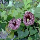 Opuntia Engelmannii Prickly Pear Cactus Seeds Fresh Seeds Fast Shipping
