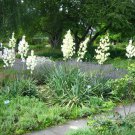 Dicentra Chrysantha Yellow Dicentra Seeds Fresh Seeds Fast Shipping