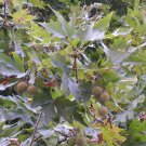 Crataegus Crus Galli Cockspur Hawthorn Tree Seeds Fresh Seeds Fast Shipping