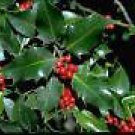 Rhus Aromatica Aromatic Sumac Shrub Seeds Fresh Seeds Fast Shipping
