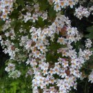 Dichondra Micrantha Groundcover Seeds Fresh Seeds Fast Shipping