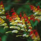 Hamamelis Virginiana Witch Hazel Shrub Seeds Fresh Seeds Fast Shipping