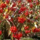 Ilex Decidua Deciduous Holly Shrub Seeds Fresh Seeds Fast Shipping