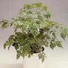 Viburnum Trilobum American Cranberrybush Viburnum Seeds Fresh Seeds Fast Shipping