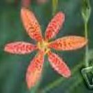 Physalis Alkekengi Chinese Lantern Perennial Seeds Fresh Seeds Fast Shipping