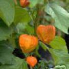 Costus Speciosus Spiral Ginger Seeds Fresh Seeds Fast Shipping