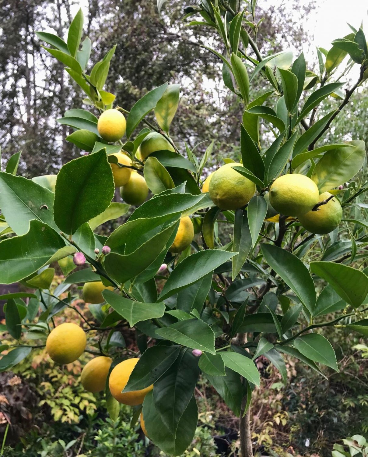 Citrus Eustis Limequat Cold Hardy Tree Seeds Fresh Seeds Fast Shipping
