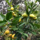 Citrus Eustis Limequat Cold Hardy Tree Seeds Fresh Seeds Fast Shipping