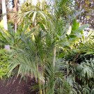 Chamaedorea Soad Hardy Bamboo Palm Cold Hardy Seeds Fresh Seeds Fast Shipping