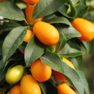 Fortunella Crassifolia Meiwa Meiwa Sweet Kumquat Tree Seeds Fresh Seeds Fast Shipping