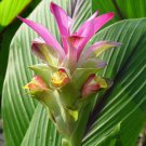 Curcuma Caesia Black Turmeric 1 Rhizome Fresh Seeds Fast Shipping
