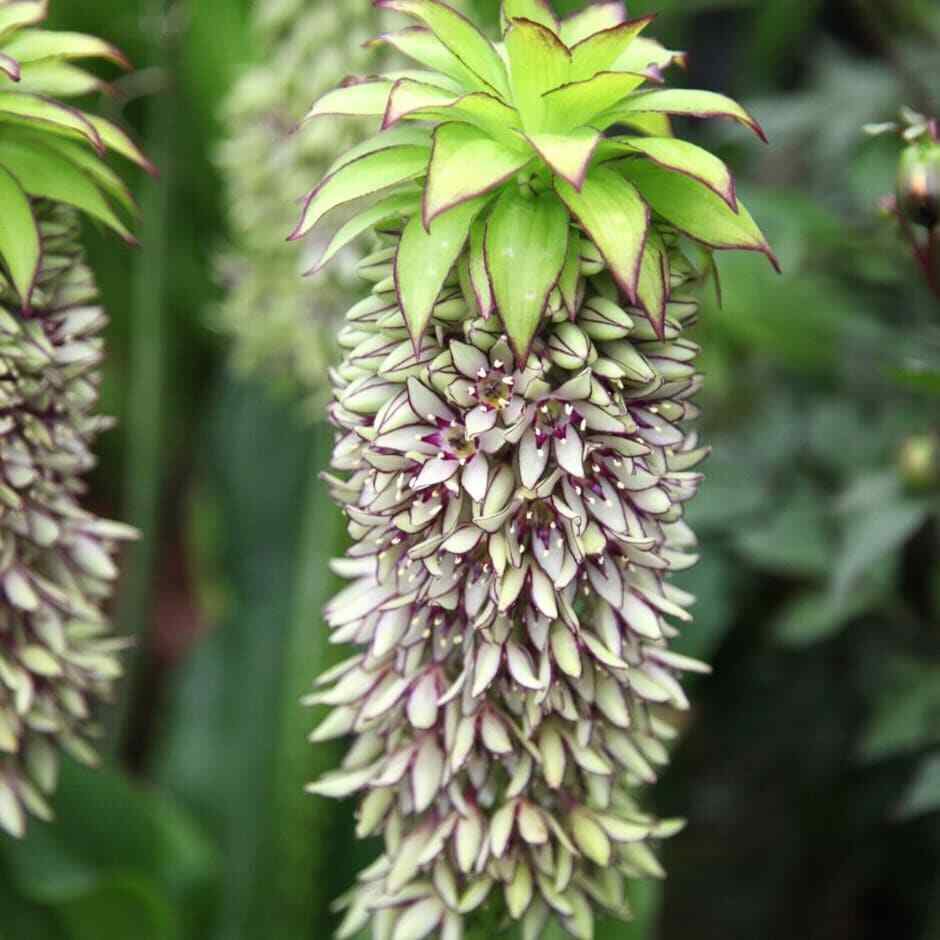 Eucomis Bicolor Variegated Pineapple Lily Blooms 1 Bulb Fresh Seeds Fast Shipping