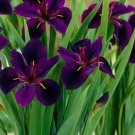 Iris Black Gamecock Louisiana Iris Deep Purple, Almost Black Blooms 1 Rhizome Fresh Seeds Fast Shipp