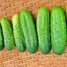 Addis Cucumber Fresh Seeds Fast Shipping