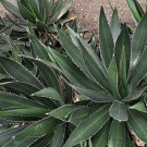 Agave Thorn Crested Succulent Seeds Agave Lophantha 20 Seeds Fresh Seeds Fast Shipping