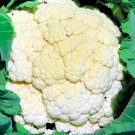 Amazing Cauliflower Vegetable Seeds Fresh Seeds Fast Shipping