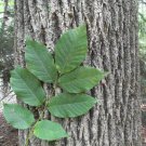American White Ash Tree Seeds Fraxinus Americana 25 Seeds Fresh Seeds Fast Shipping