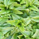 Amish Deer Tongue Lettuce Vegetable Fresh Seeds Fast Shipping