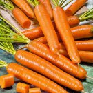 Amsterdam Carrot Vegetable Seeds Fresh Seeds Fast Shipping
