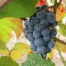 Amure Grape Vine Seeds Vitis Amurensis 20 Seeds Fresh Seeds Fast Shipping