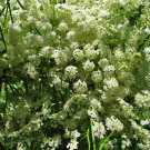 Anise Pimpinella Anisum Fresh Seeds Fast Shipping
