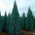Arizona Cypress Tree Seeds Cupressus Arizonica 25 Seeds Fresh Seeds Fast Shipping