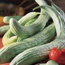 Armenian Yard Long Cucumber Gourmet Rare Snake Cucumber Mild Sweet Taste Fresh Seeds Fast Shipping