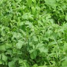 Arugula Rocket Greens Fastgrowing Cool Season Salad Greens Nutty Flavor Fresh Seeds Fast Shipping