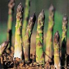 Asparagus Mary Washington Vegetable Seeds Asparagus Officinalis 50 Seeds Fresh Seeds Fast Shipping