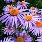 Aster Wartburg Star Flower Seeds Aster Tongolensis 50 Seeds Fresh Seeds Fast Shipping