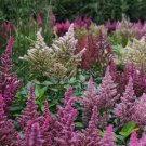 Astilbe Bunter Mix Flower Seeds Astilbe Arendsii 50 Seeds Fresh Seeds Fast Shipping