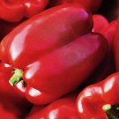Autumn Bell Sweet Bell Pepper Delicious Bell Pepper Widely Adaptable And Crisp Fresh Seeds Fast Ship