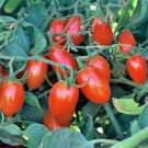 Baby Roma Tomato Grown To Organic Standards Fresh Seeds Fast Shipping