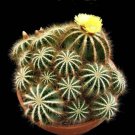 Balloon Cactus Seeds Notocactus Magnificus 25 Seeds Fresh Seeds Fast Shipping