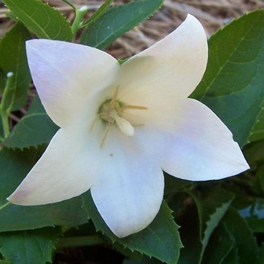 Balloon Flower White Seeds Platycodon Grandiflorus White 50 Seeds Fresh Seeds Fast Shipping