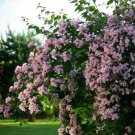 Beauty Bush Seeds Kolkwitzia Amabilis 25 Seeds Fresh Seeds Fast Shipping