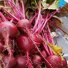 Beet Ruby Queen Vegetable Seeds Beta Vulgaris 30 Seeds Fresh Seeds Fast Shipping