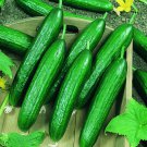Beit Alpha Cucumber Fresh Seeds Fast Shipping